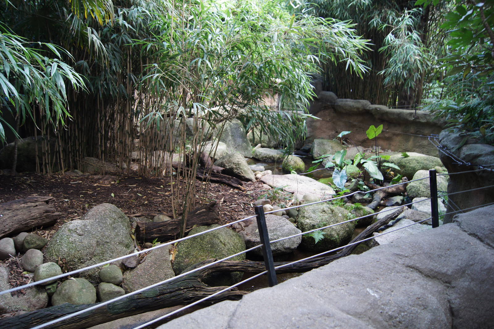 Asian Short Clawed Otter Exhibit