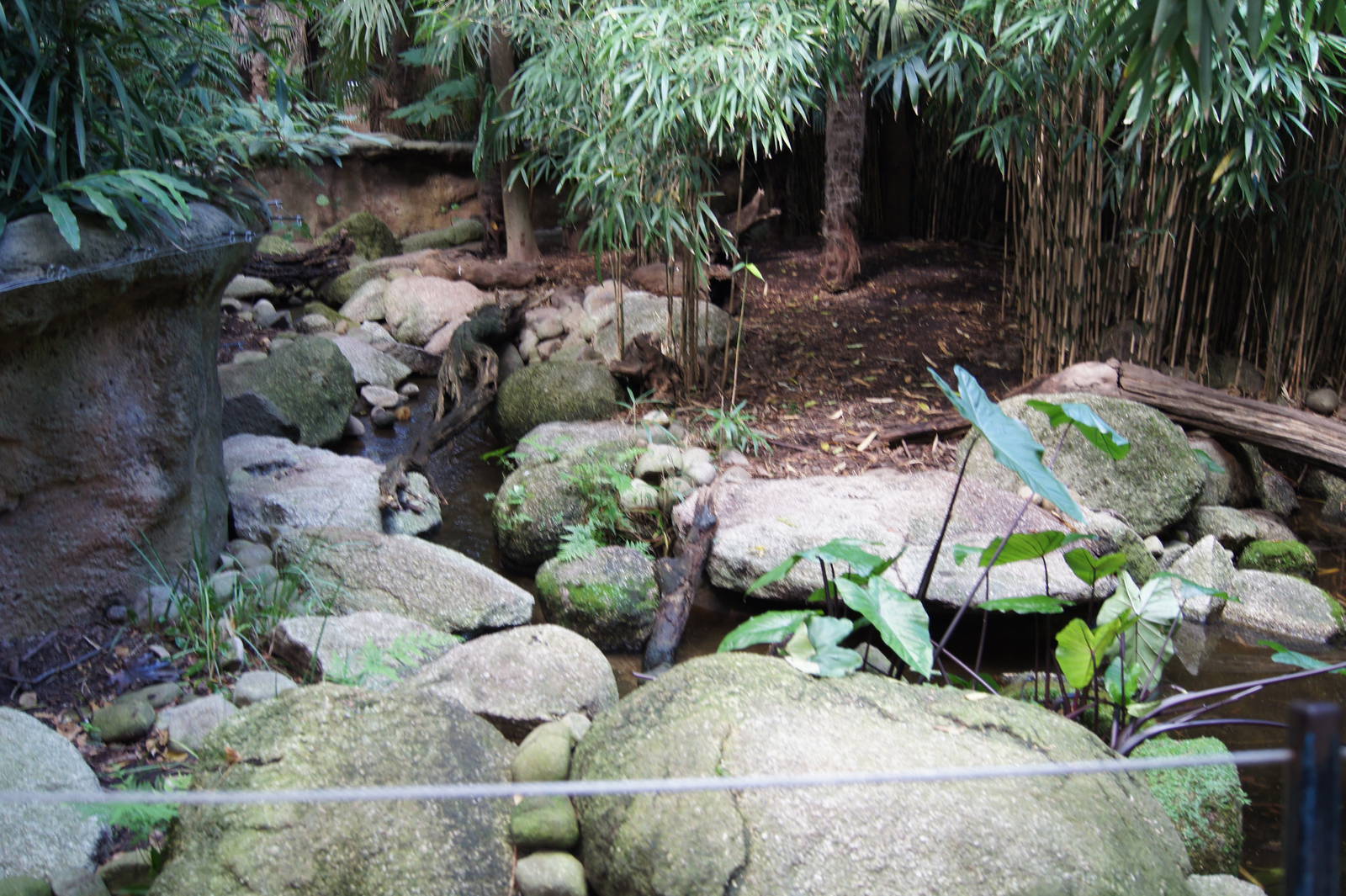 Asian Short Clawed Otter Exhibit