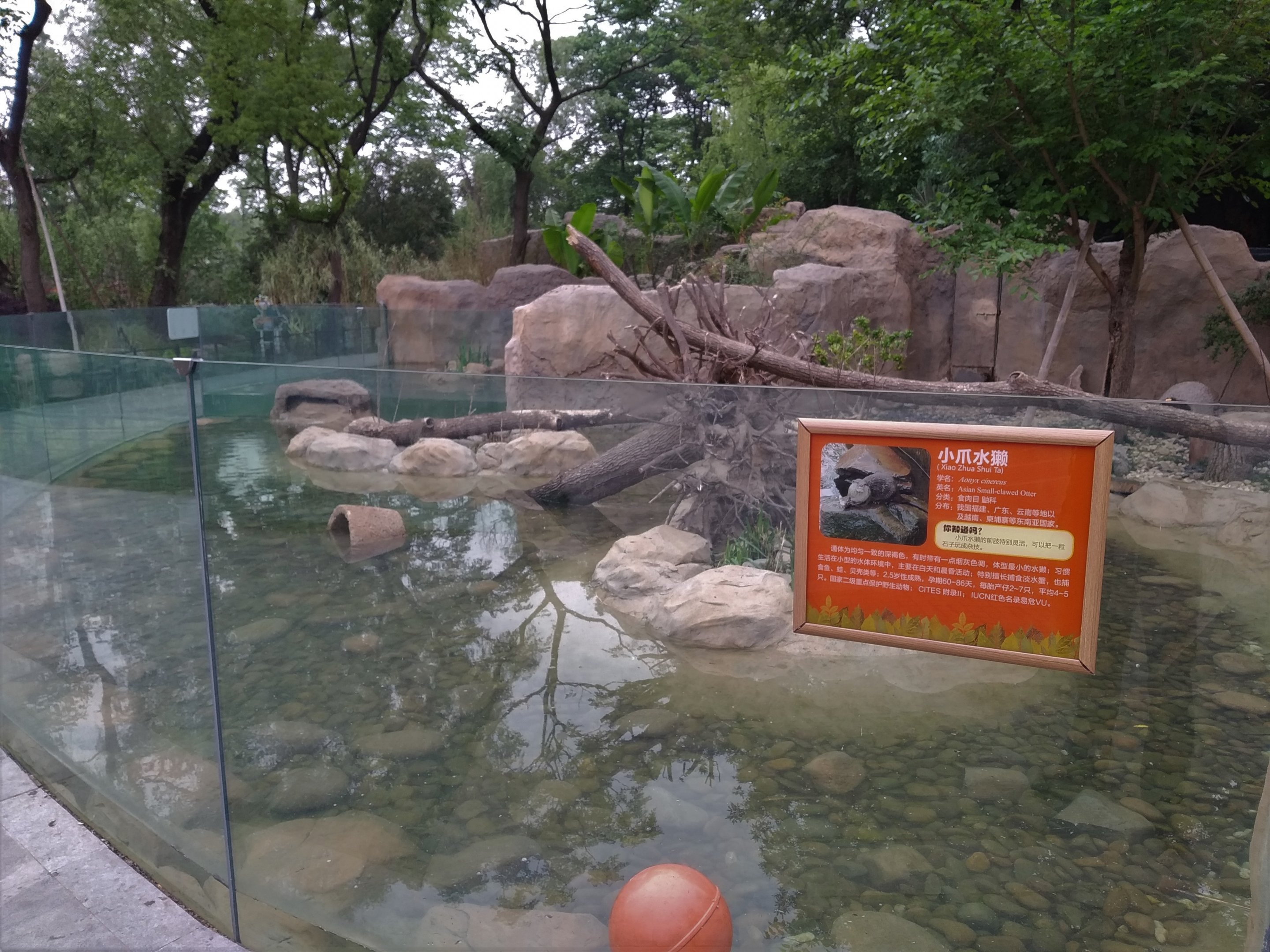 Asian Short-clawed Otter Exhibit