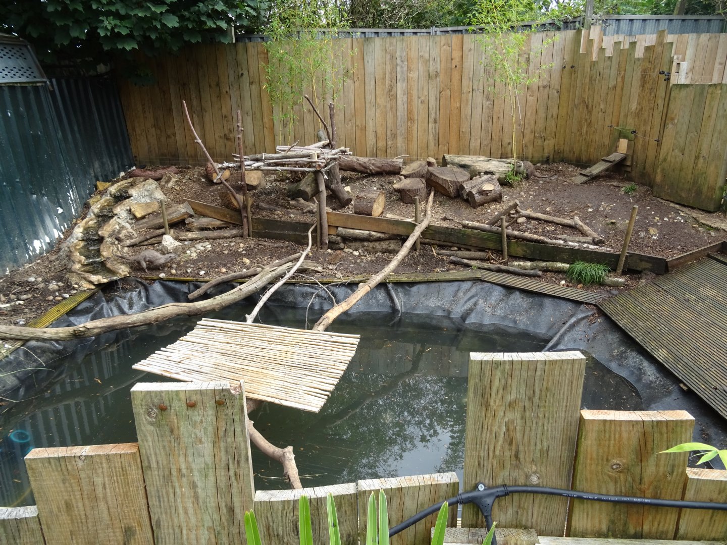 Asian Short-Clawed Otter Exhibit