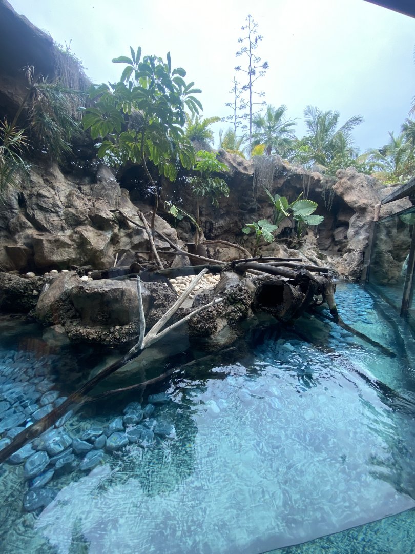 Asian short-clawed otter exhibit