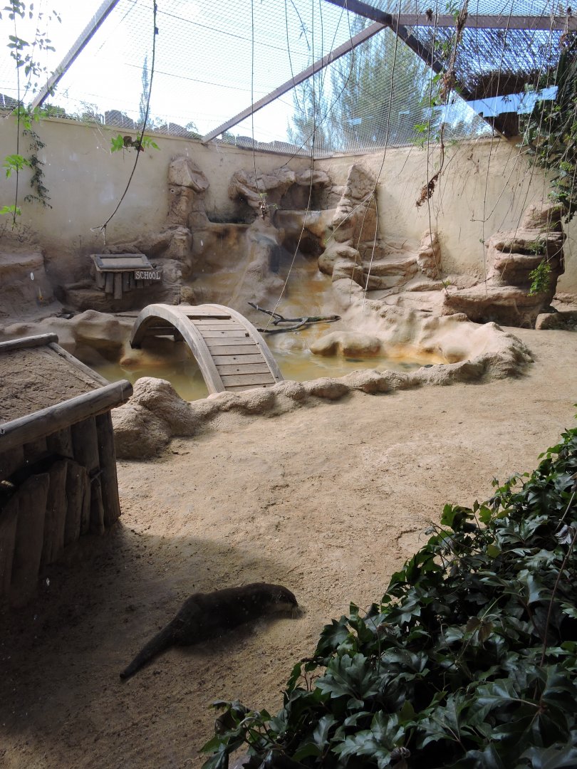 Asian Short Clawed Otter Exhibit