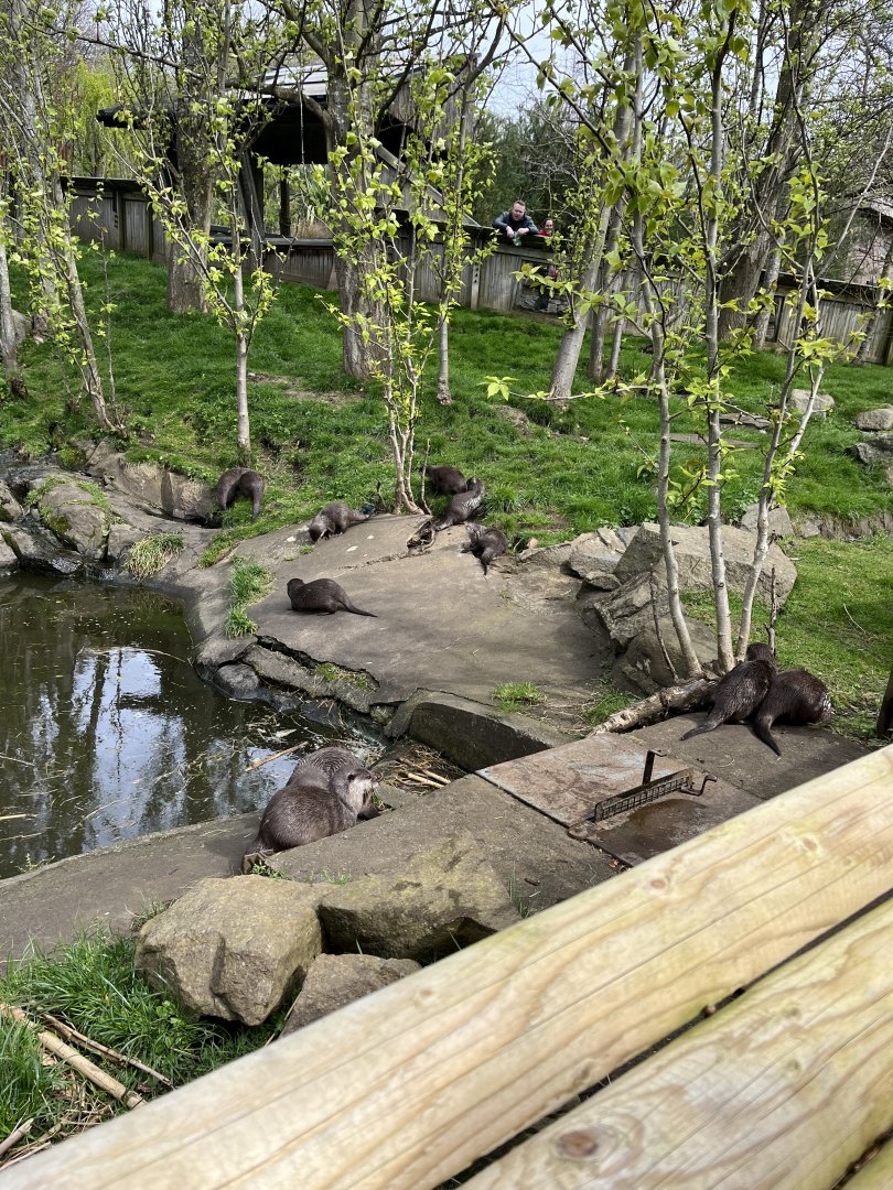 Asian short-clawed otter family 13.4.24