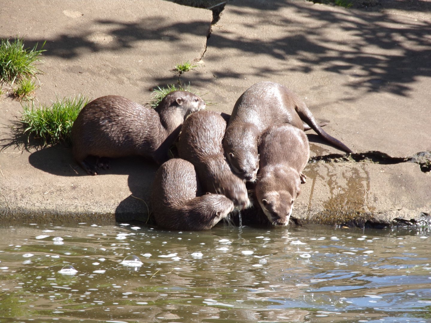 Asian short-clawed otter family 20.4.25