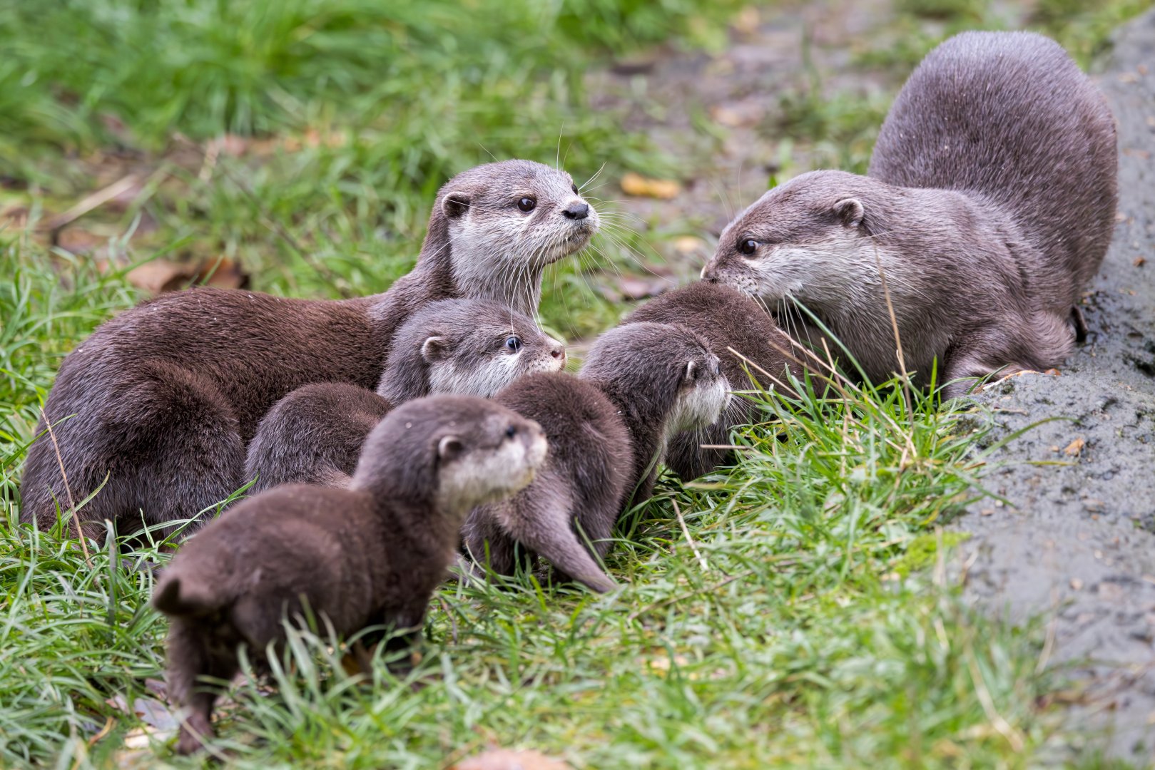 Asian short-clawed otter family / Hamerton / 7-11-24