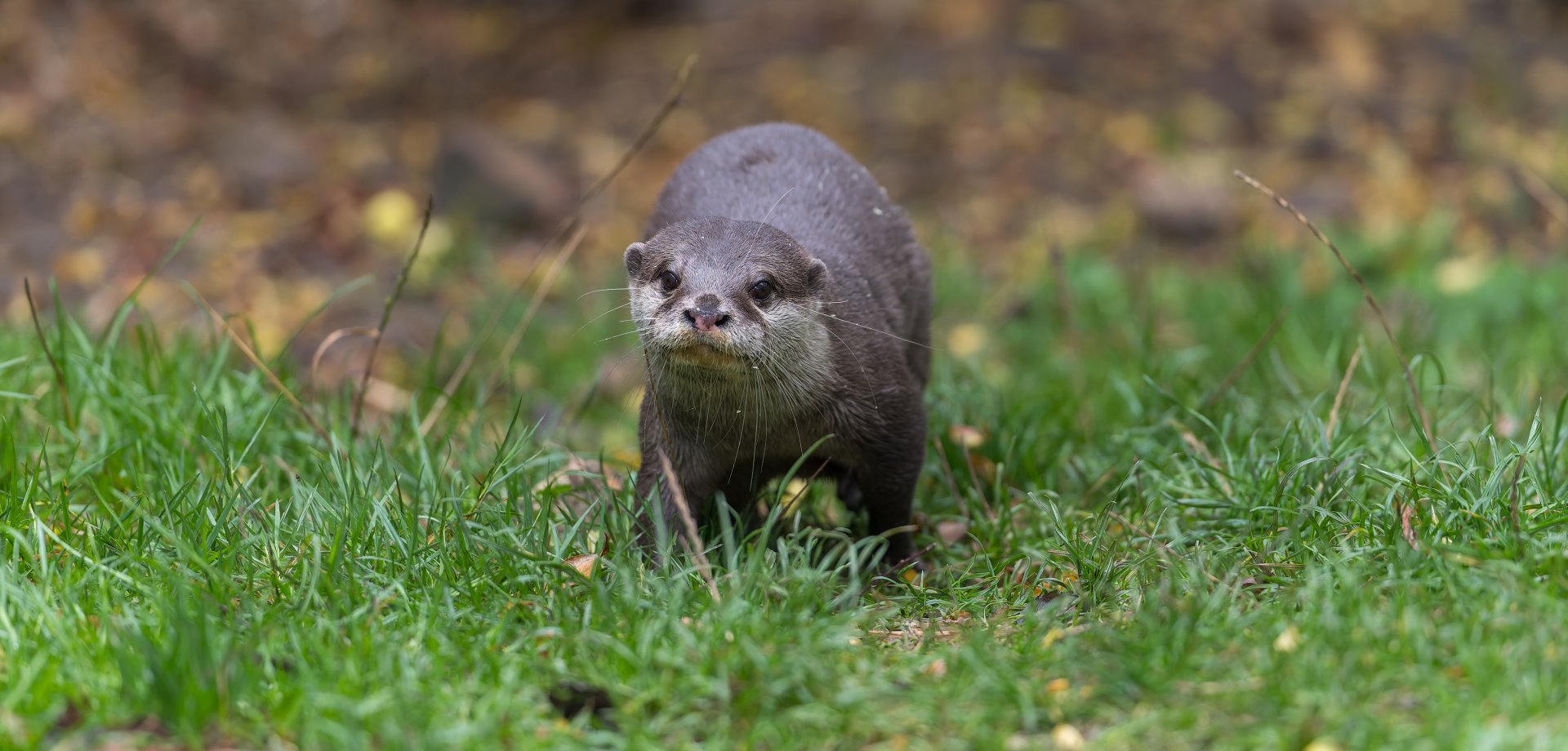 Asian short clawed otter, Hamerton, UK