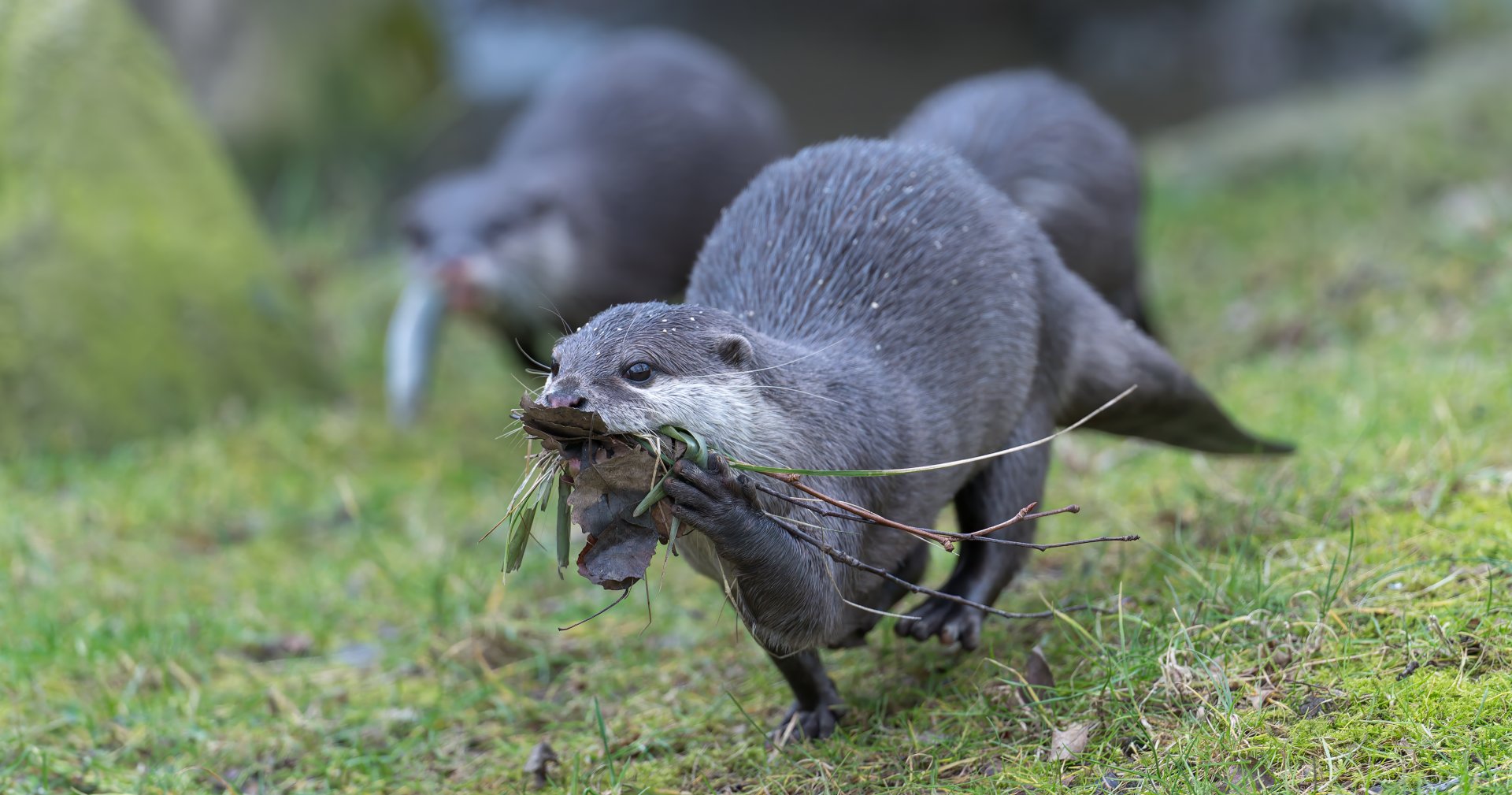 Asian Short Clawed Otter, Hamerton, UK