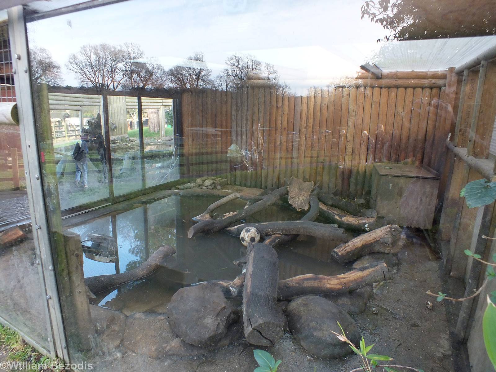 Asian Short-clawed Otter Indoor Area