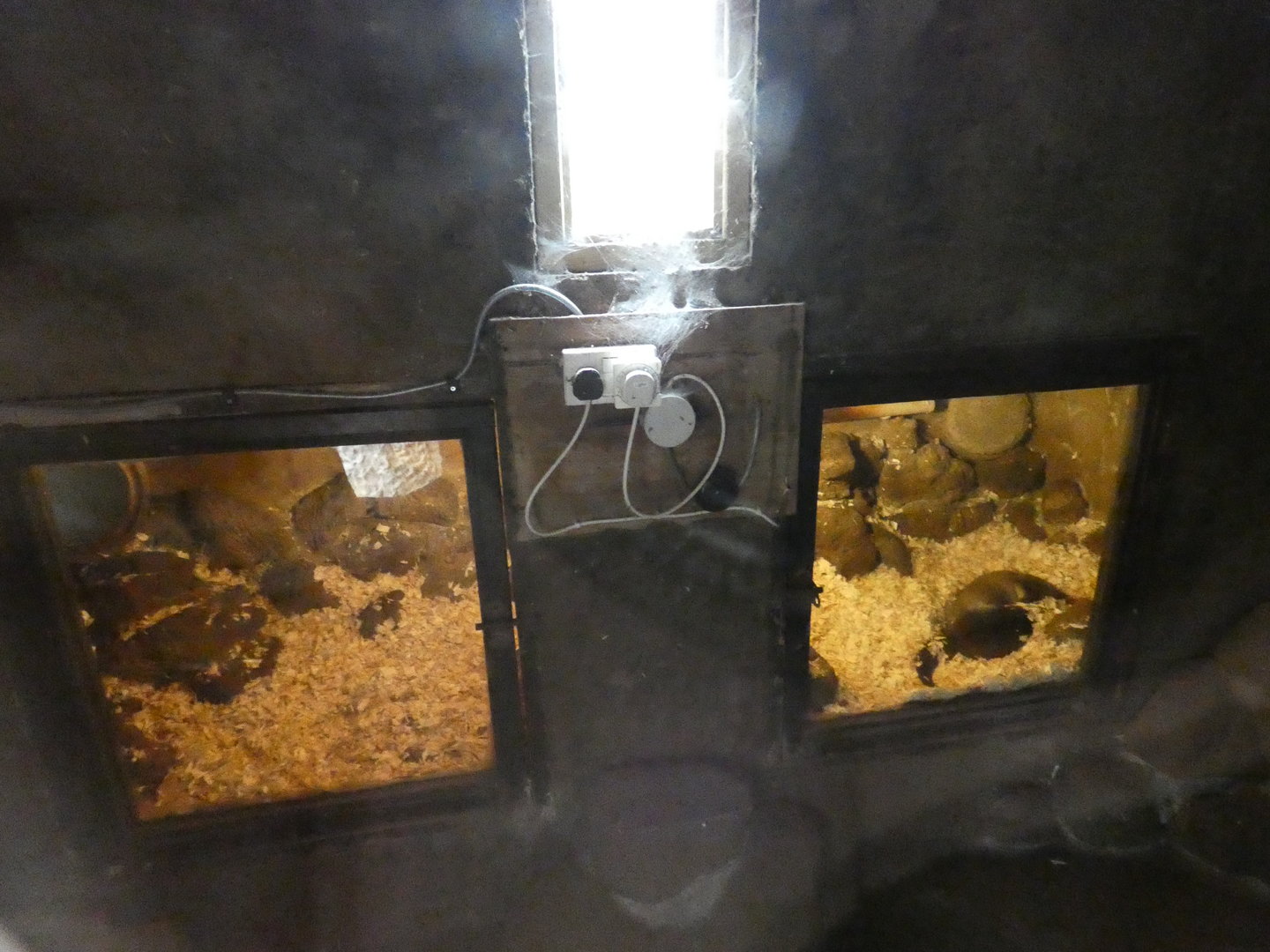 Asian short-clawed otter indoors