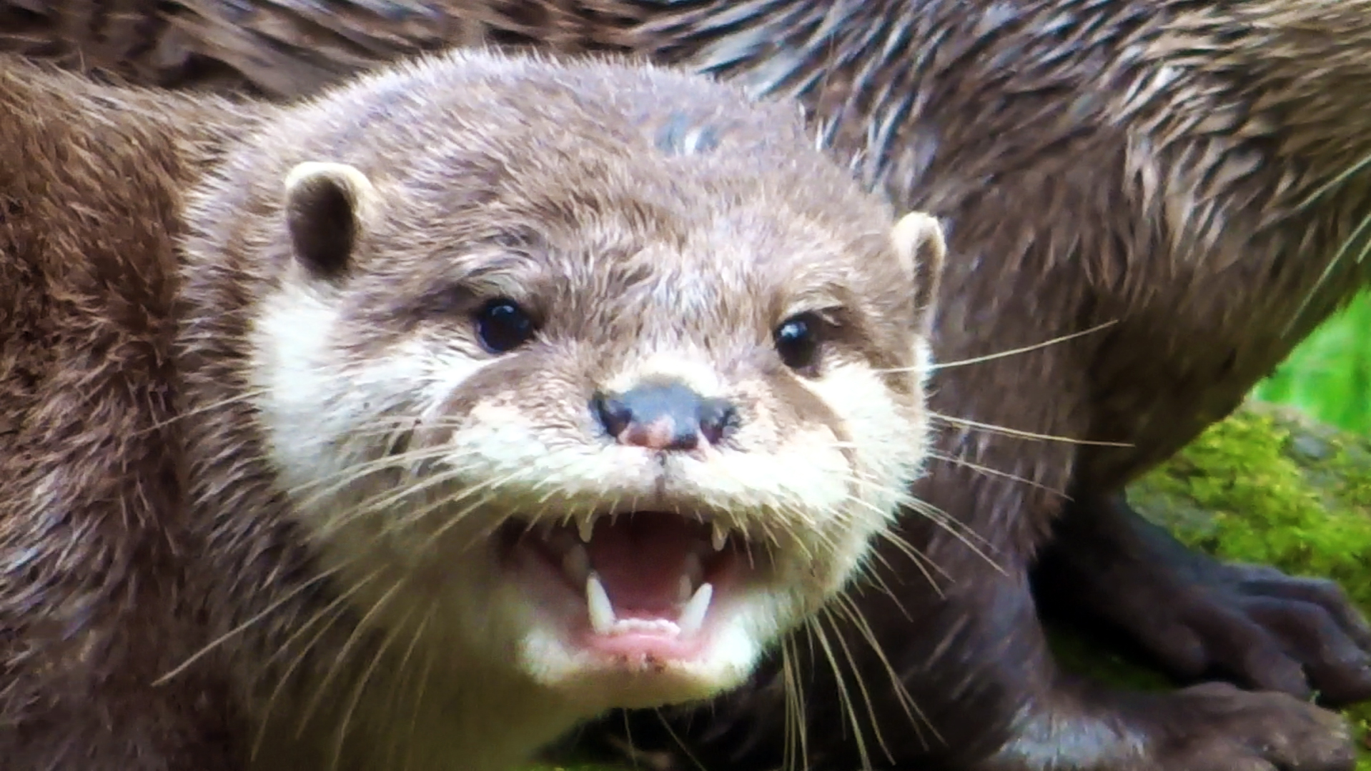 Asian Short-Clawed Otter, July 2019