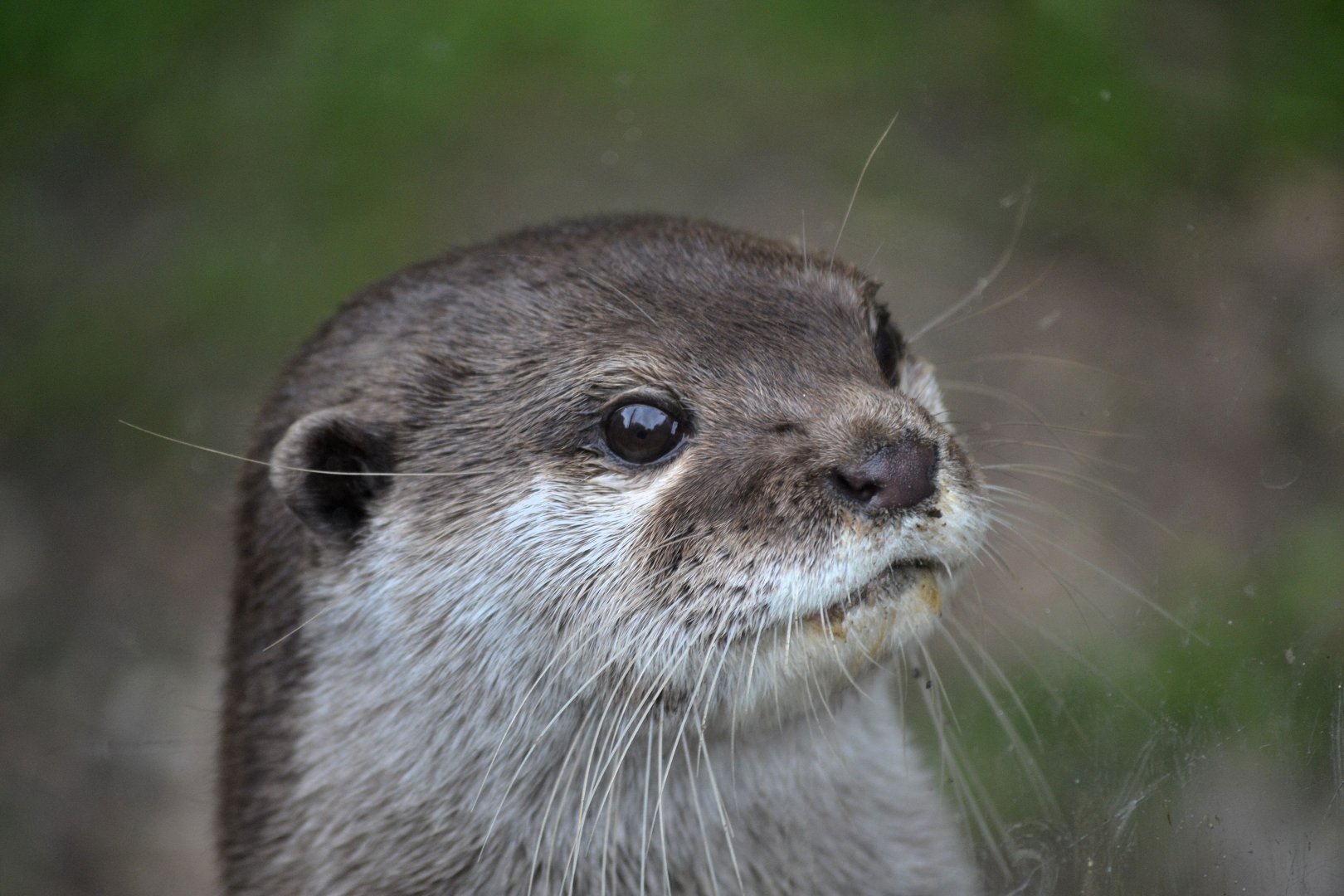 Asian Short Clawed Otter - June 2016