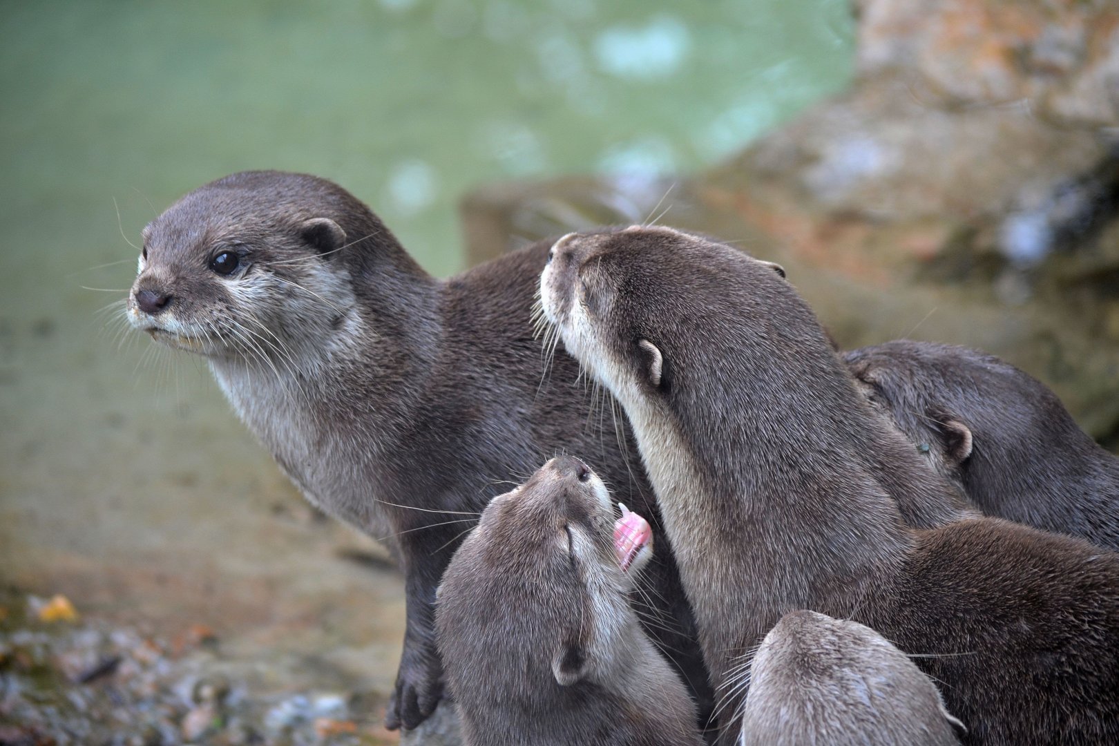 Asian Short Clawed Otter - June 2016