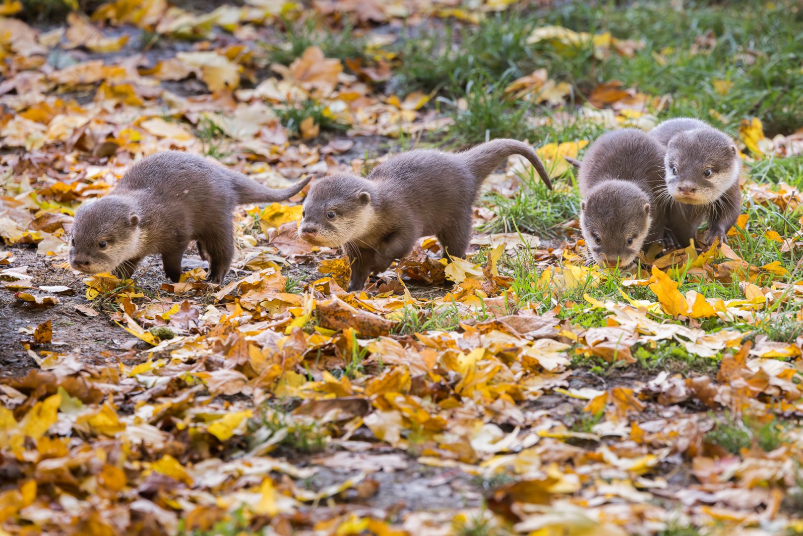 Asian short-clawed Otter kits / Hamerton / 13-11-24