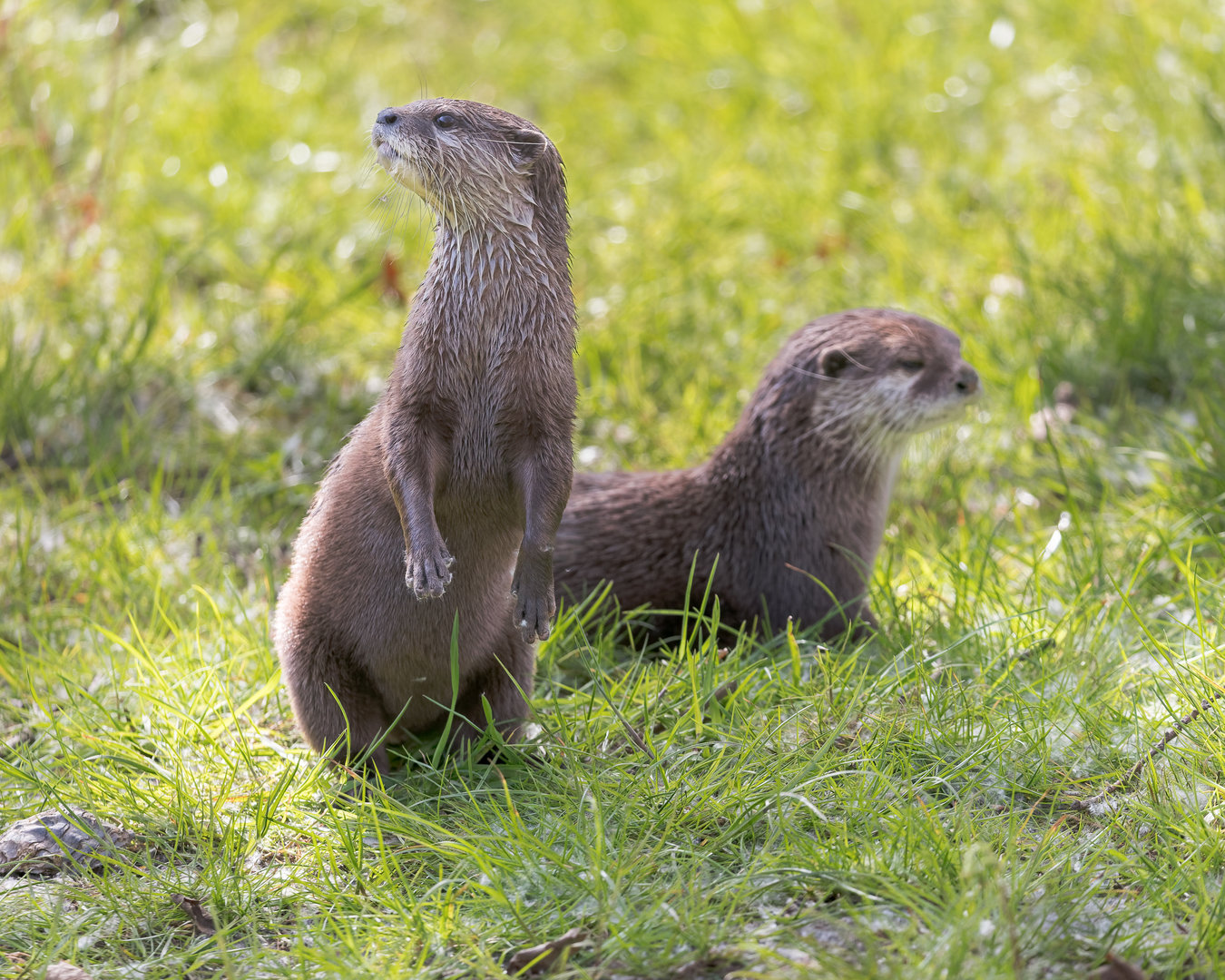 Asian Short Clawed Otter (m & F)/ Hamerton / 3-5-23