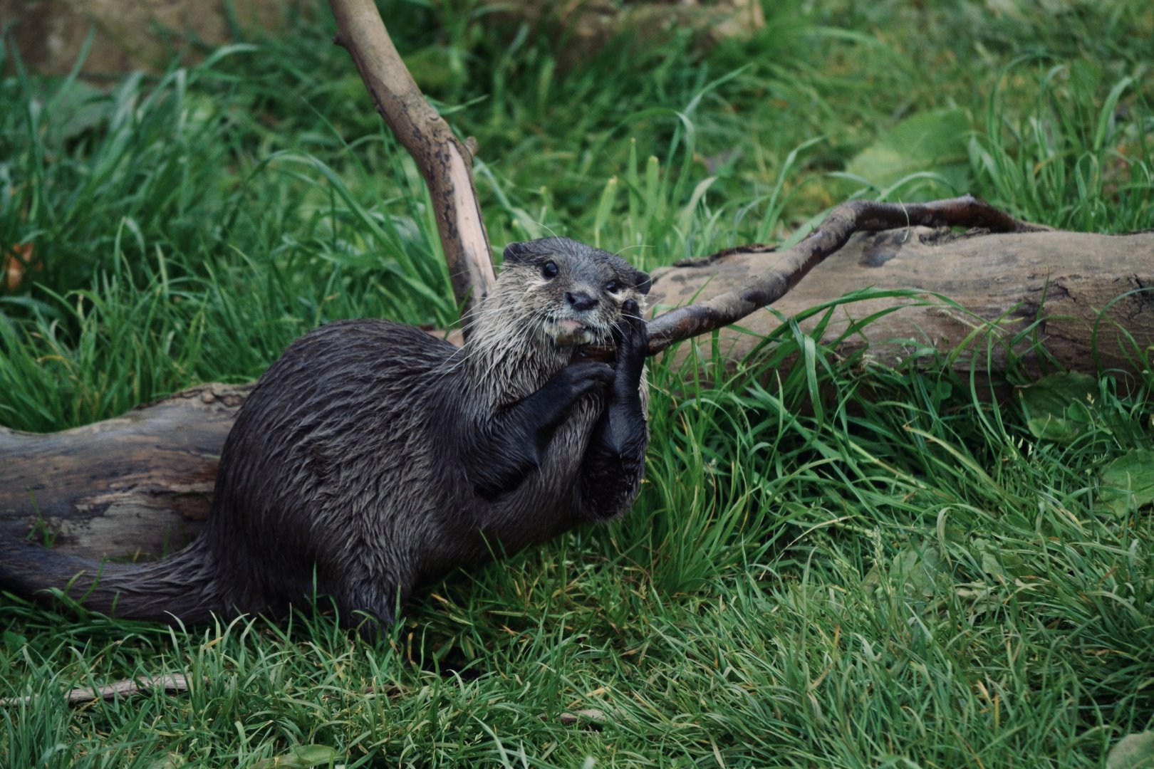 Asian Short Clawed Otter - May 2022