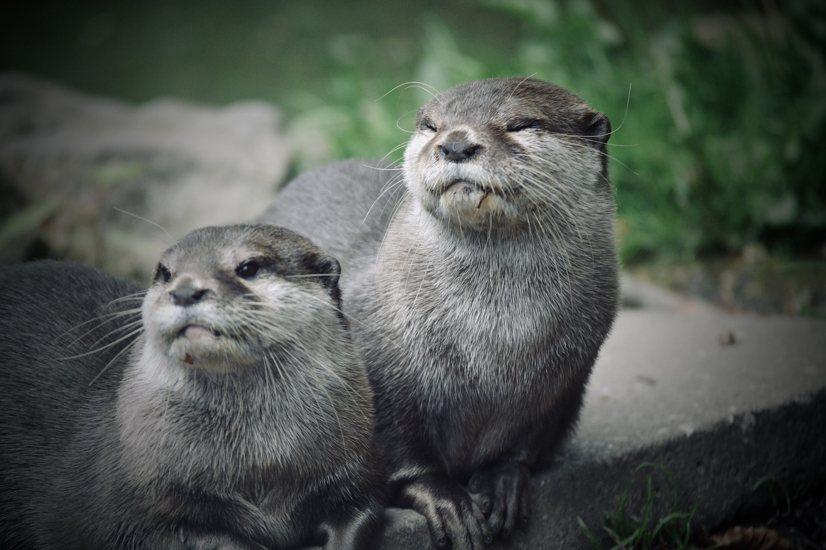 Asian Short Clawed Otter - May 2023