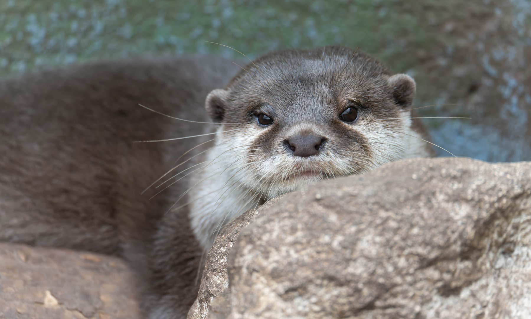 Asian short clawed otter, New Forest Wildlife Park, UK