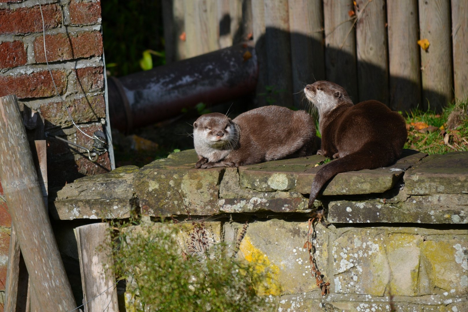 Asian Short Clawed Otter - October 2016