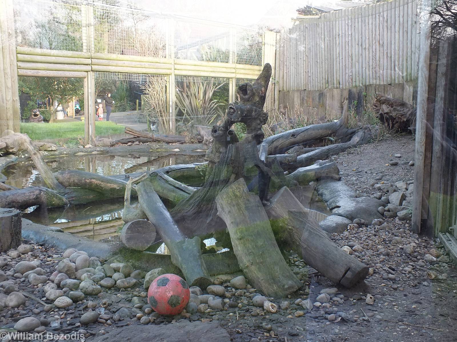 Asian Short-clawed Otter Outdoor Area