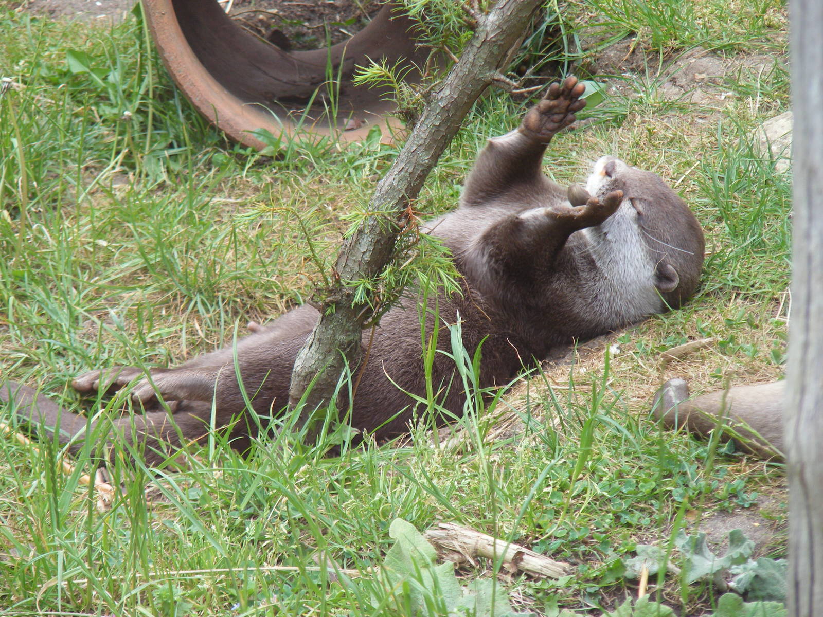 Asian short-clawed otter playing with stone at Marwell Wildlife, 31 May 201