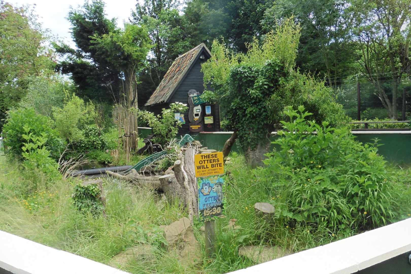 Asian Short-clawed otter pool (off show)
