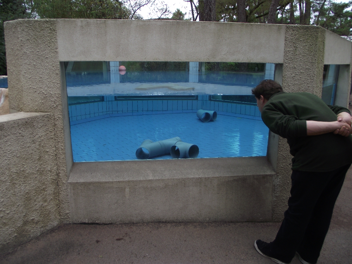 Asian Short-Clawed Otter Pool