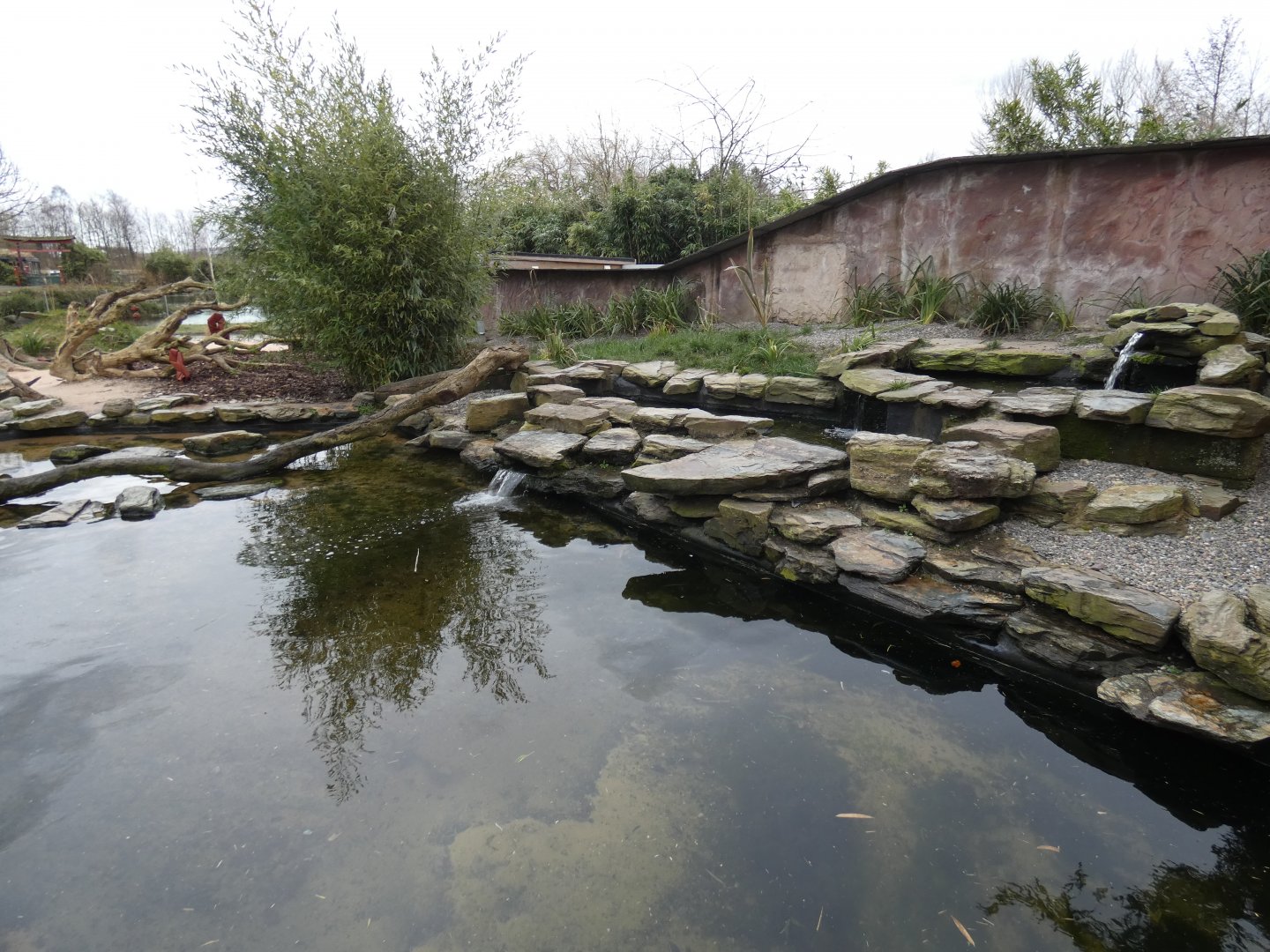 Asian short-clawed otter pool