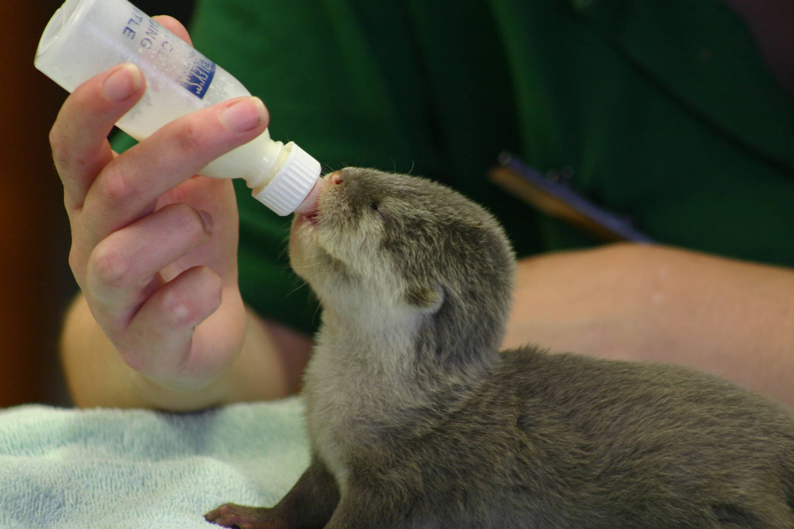 Asian Short Clawed Otter Pup - 01