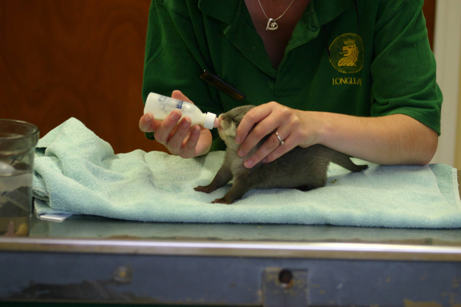 Asian Short Clawed Otter Pup - 02