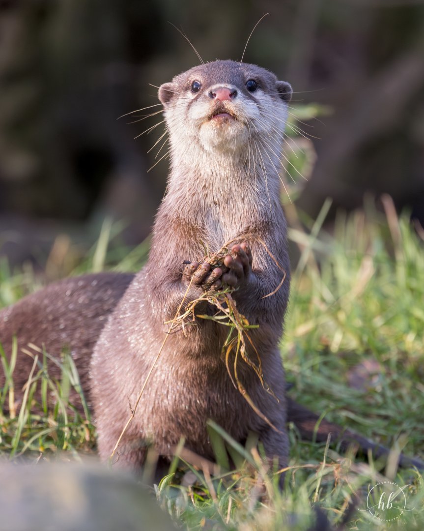Asian Short-clawed Otter pup / Hamerton / 22-1-25