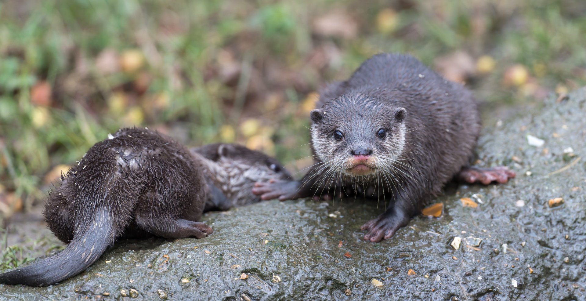 Asian Short Clawed Otter pup, Hamerton, UK