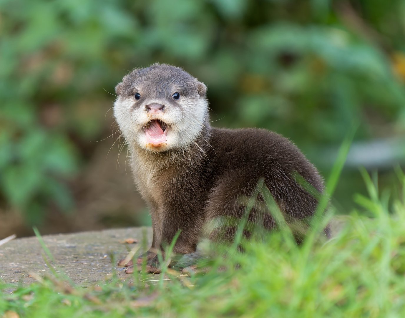 Asian short clawed otter pup, ZSL Whipsnade, UK