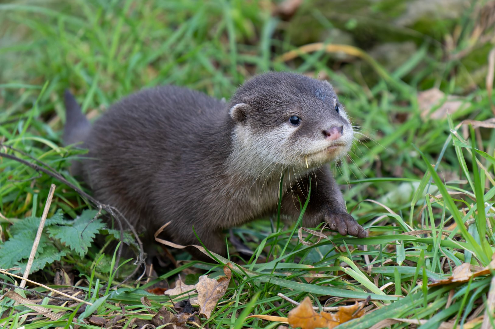 Asian short clawed otter pup, ZSL Whipsnade, UK
