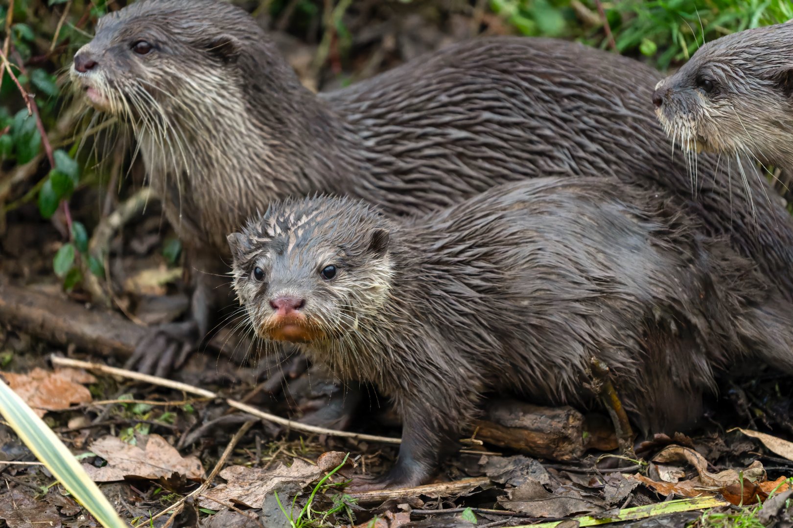 Asian short clawed otter pup, ZSL Whipsnade, UK