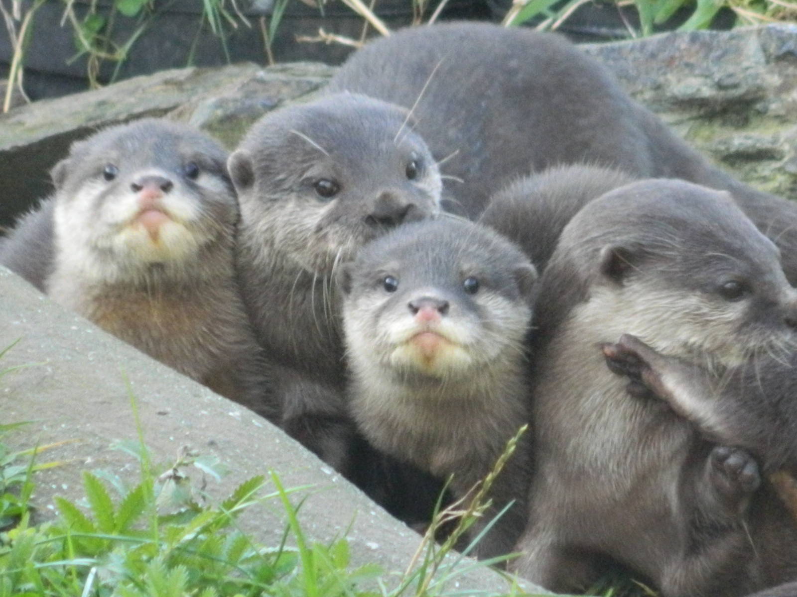 Asian Short-clawed otter pups
