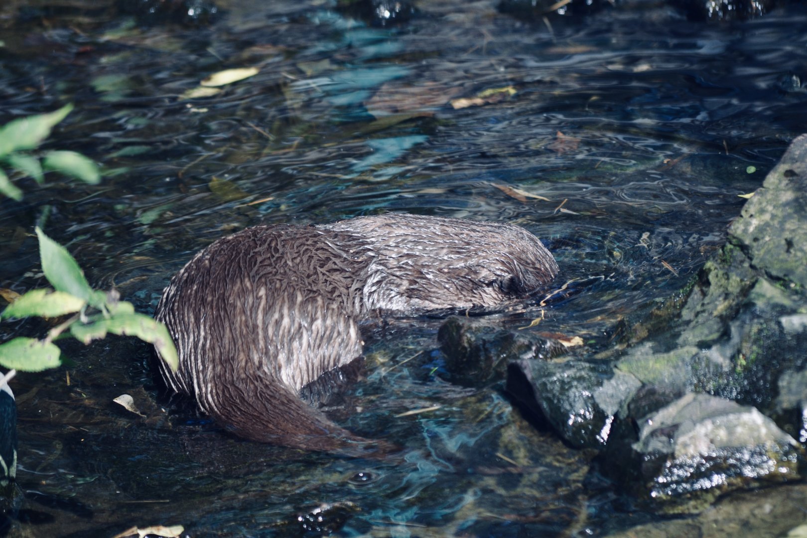 Asian Short Clawed Otter - September 2020