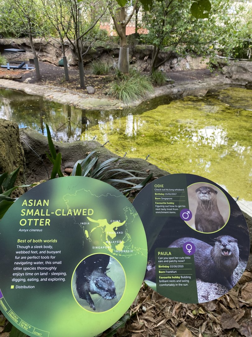 Asian Short Clawed Otter signage