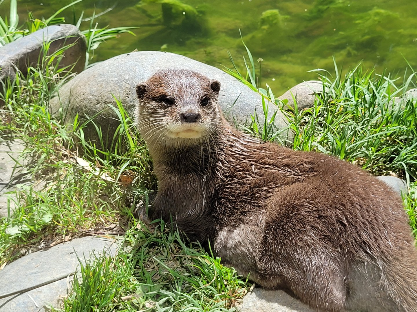 Asian short-clawed otter -Zoo d'Asson (2022)