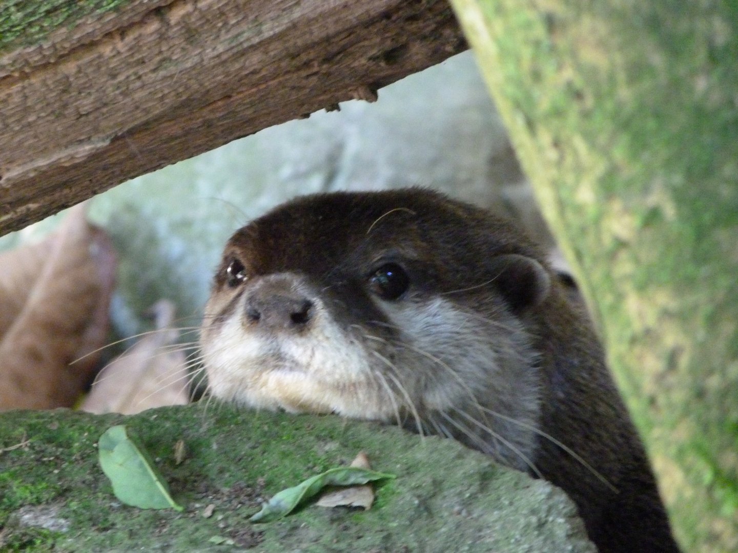 Asian short-clawed otter -Zoo d'Asson (2025)