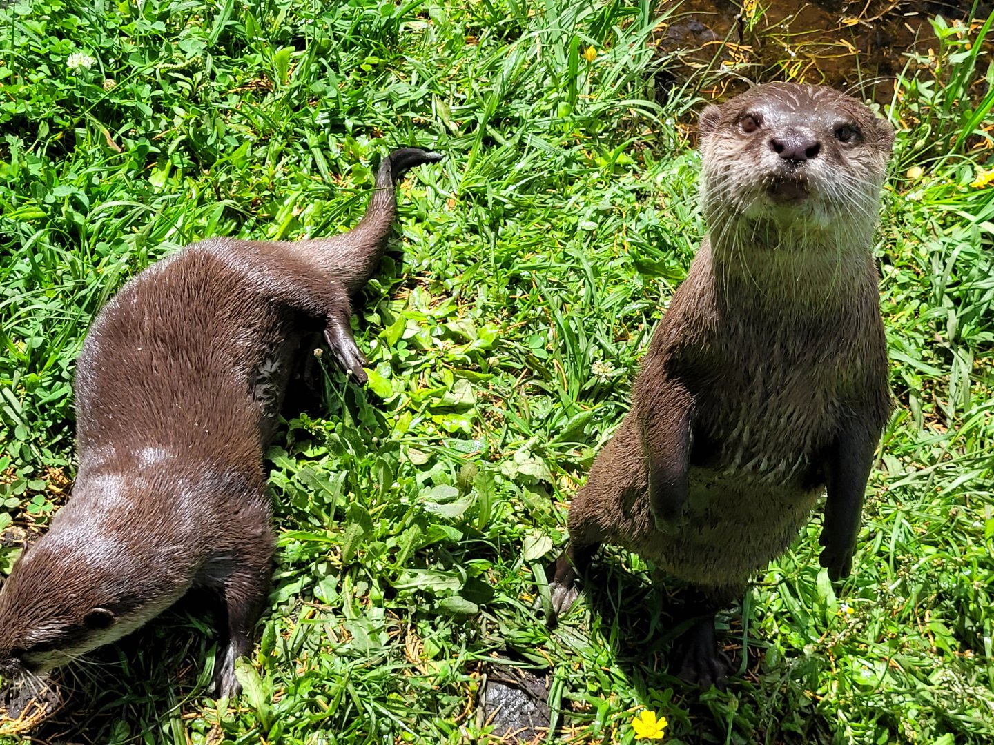 Asian short-clawed otter -Zoo du bassin d'Arcachon (2024)
