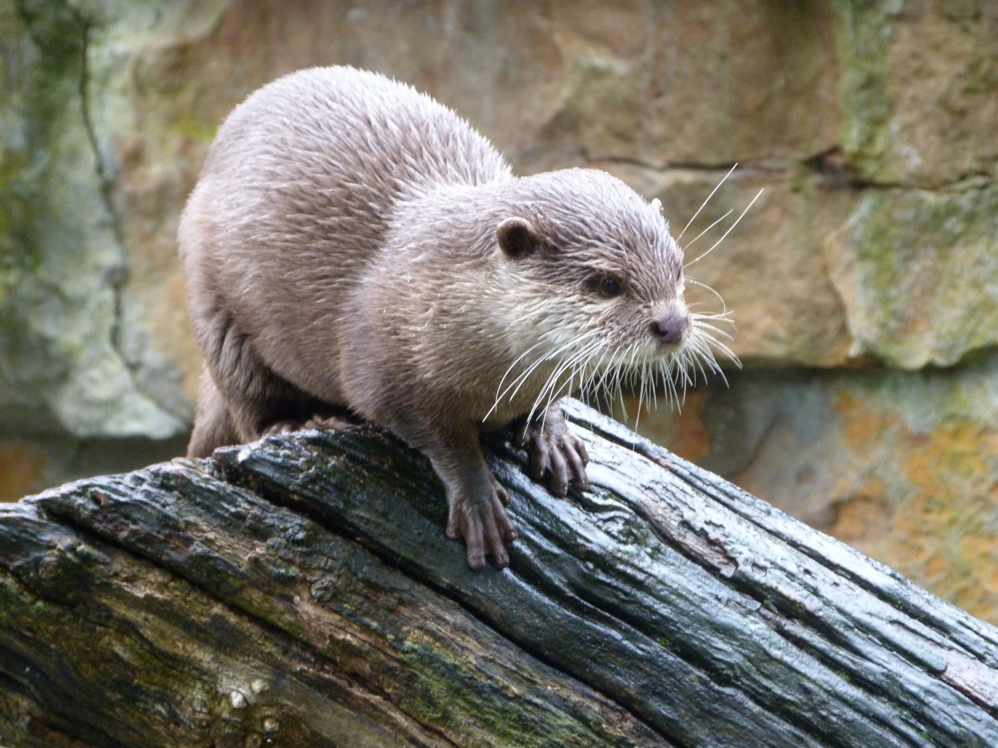 Asian short-clawed otter -Zoologischer Garten Berlin (2024)