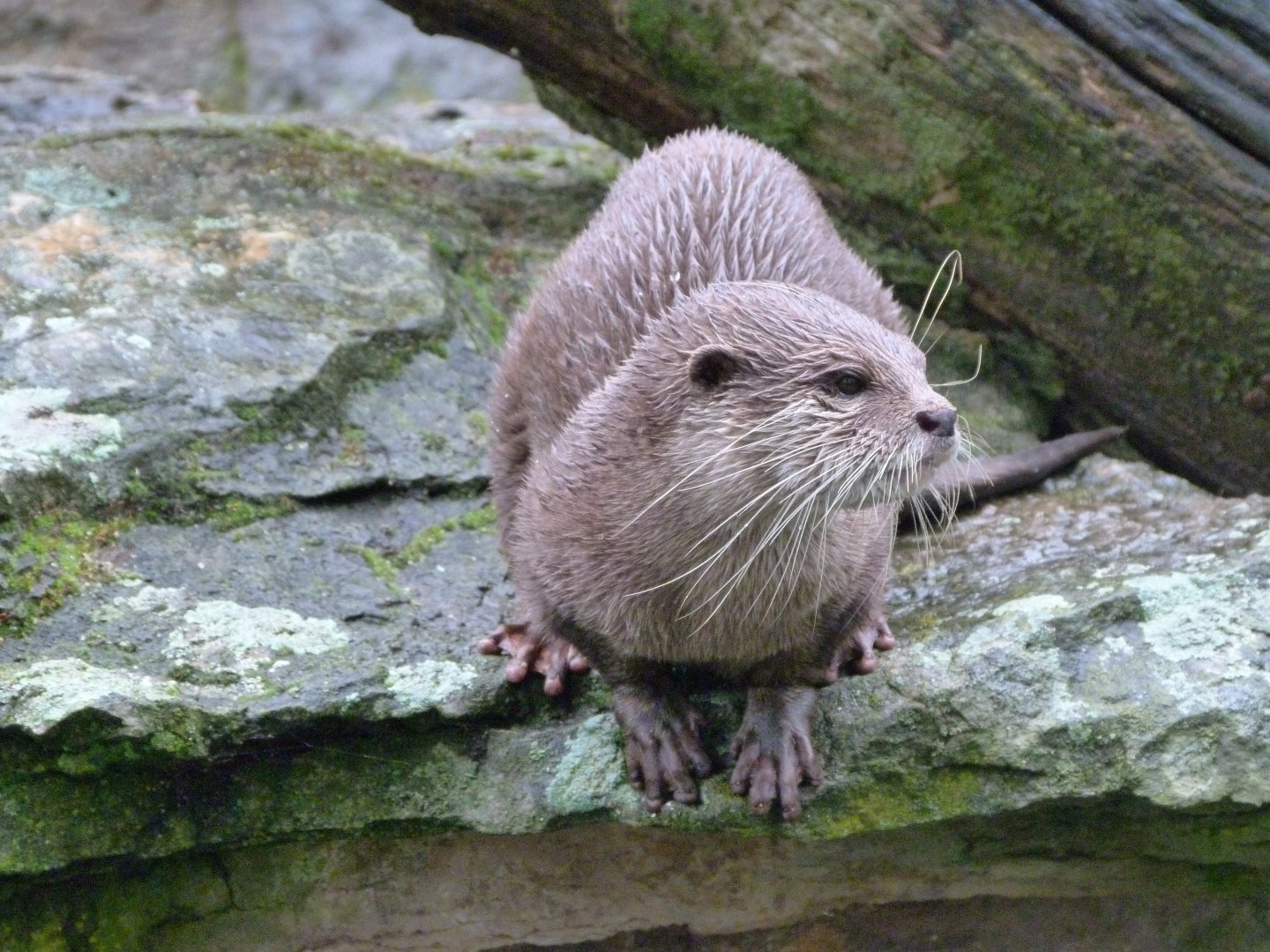Asian short-clawed otter -Zoologischer Garten Berlin (2024)