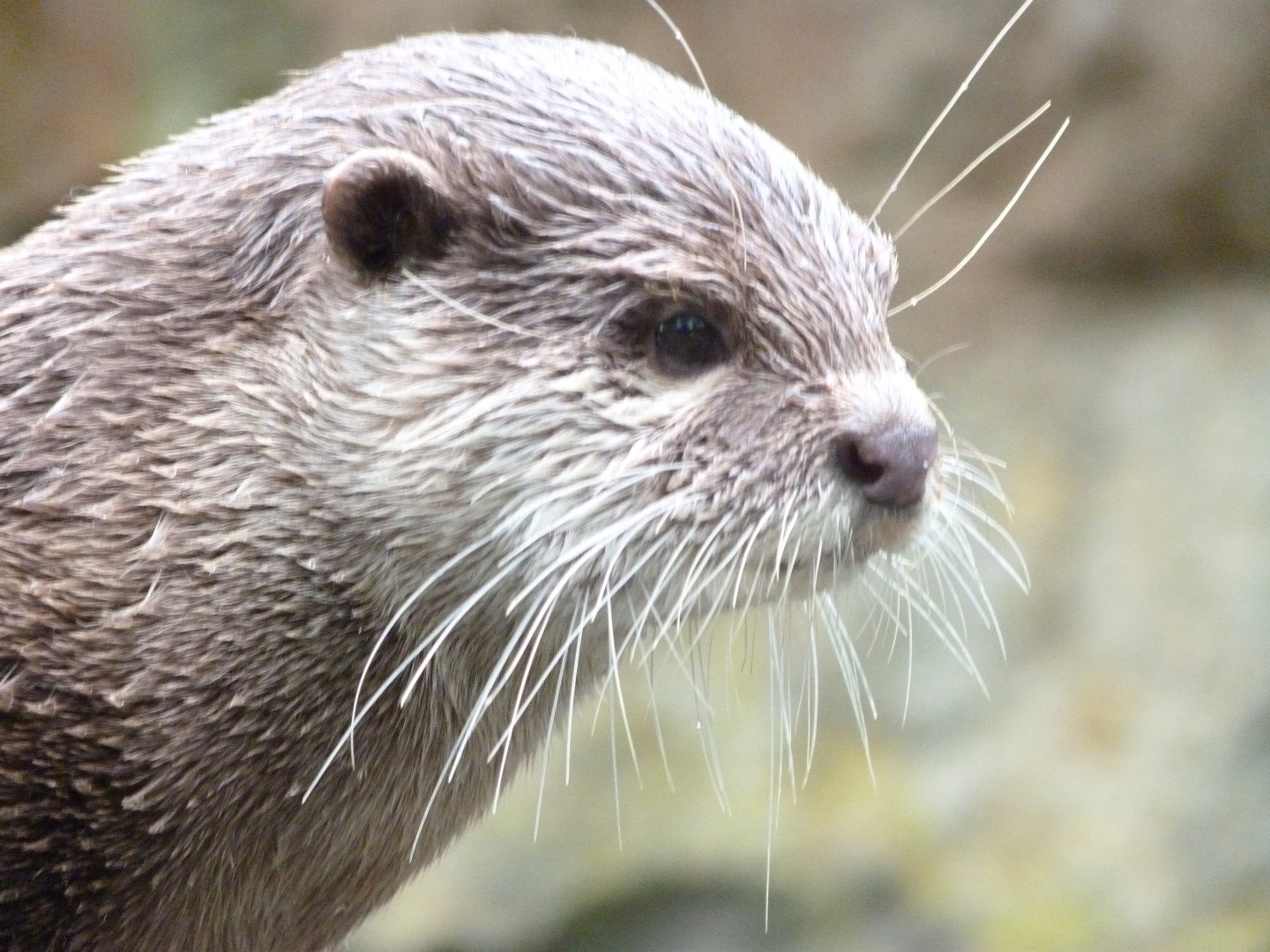 Asian short-clawed otter -Zoologischer Garten Berlin (2024)