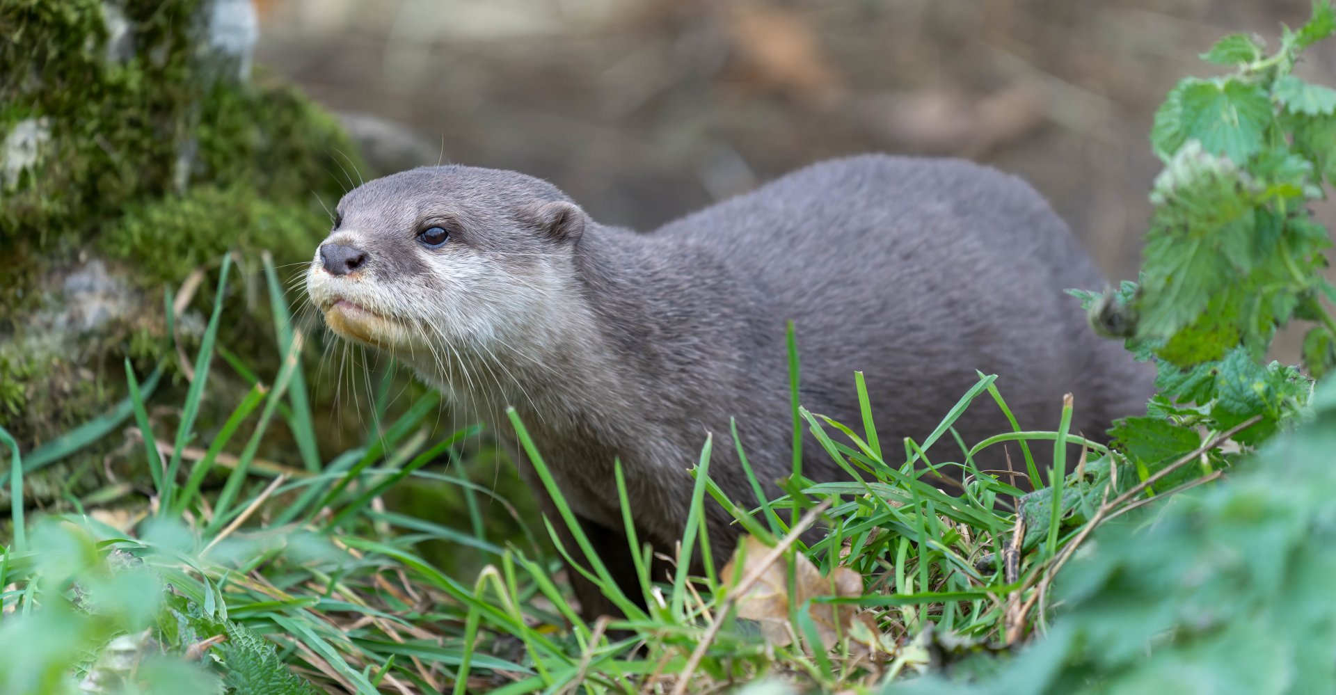 Asian short clawed otter, ZSL Whipsnade, UK