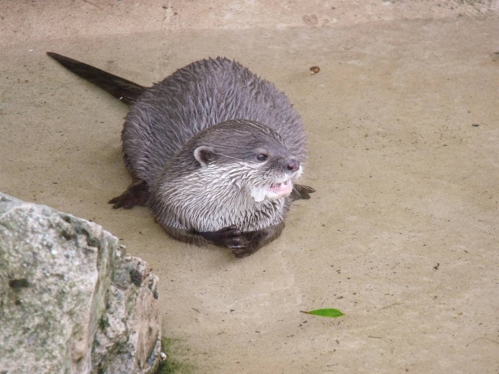 Asian Short Clawed Otter