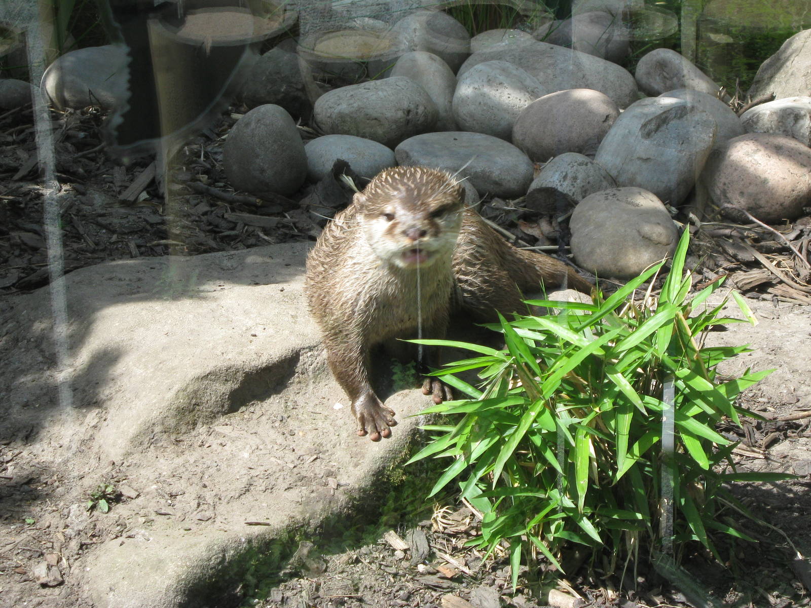 Asian Short Clawed Otter