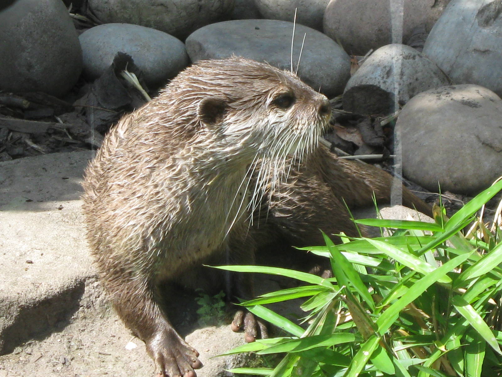 Asian Short Clawed Otter