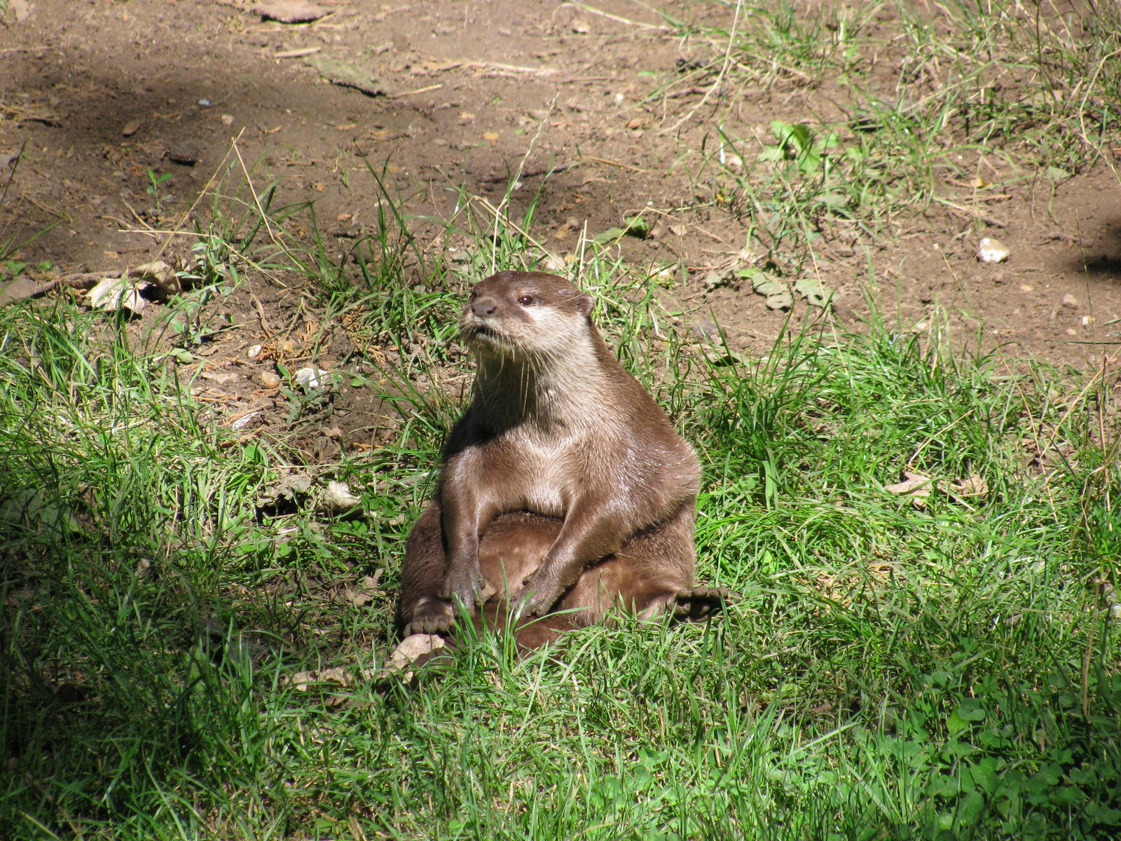 Asian Short Clawed Otter