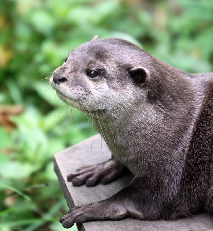 Asian short-clawed otter