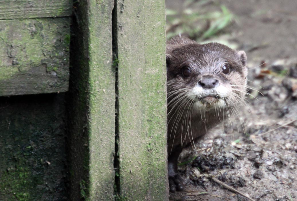 Asian short-clawed otter